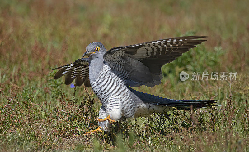 雄性杜鹃(Cuculus canorus)